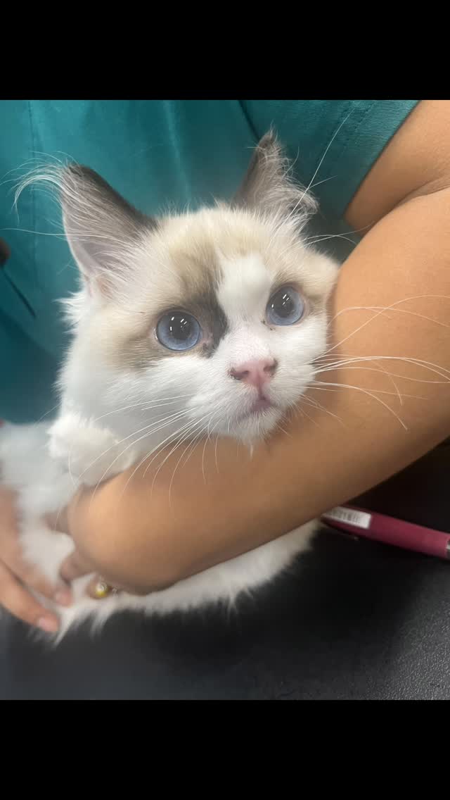 Kokopelli Animal Clinic