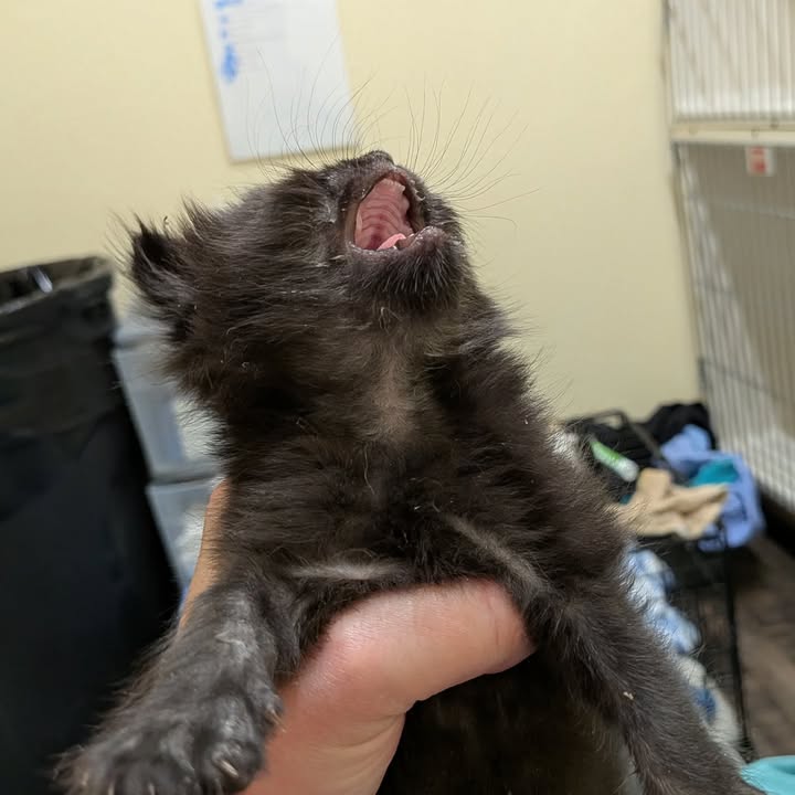 Kokopelli Animal Clinic