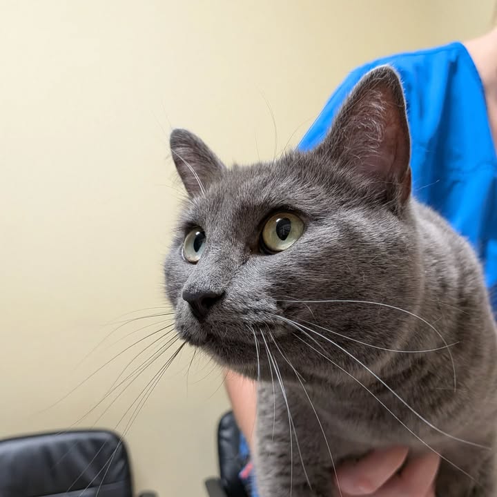 Kokopelli Animal Clinic
