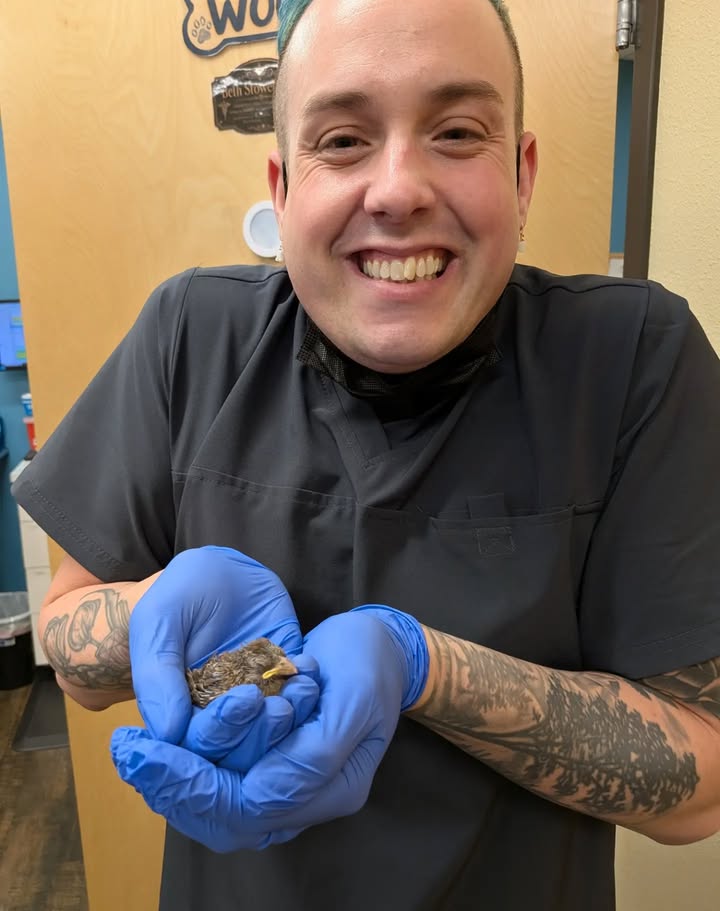 Kokopelli Animal Clinic