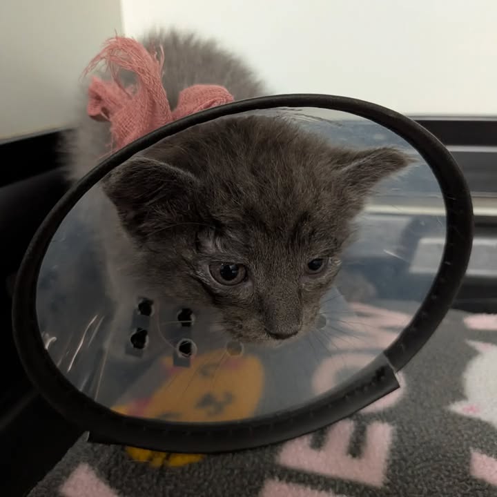 Kokopelli Animal Clinic