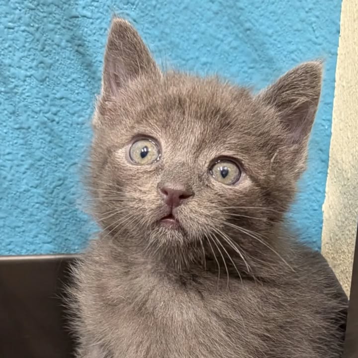 Kokopelli Animal Clinic