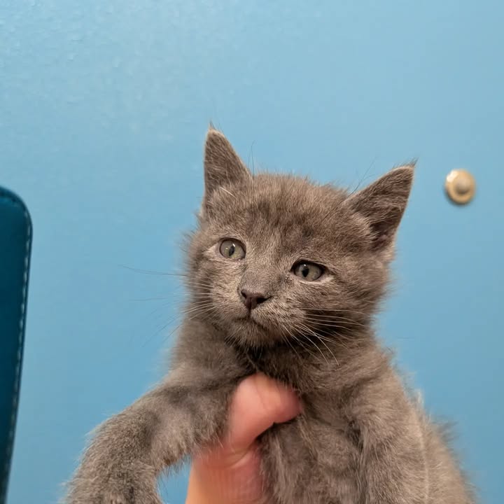 Kokopelli Animal Clinic