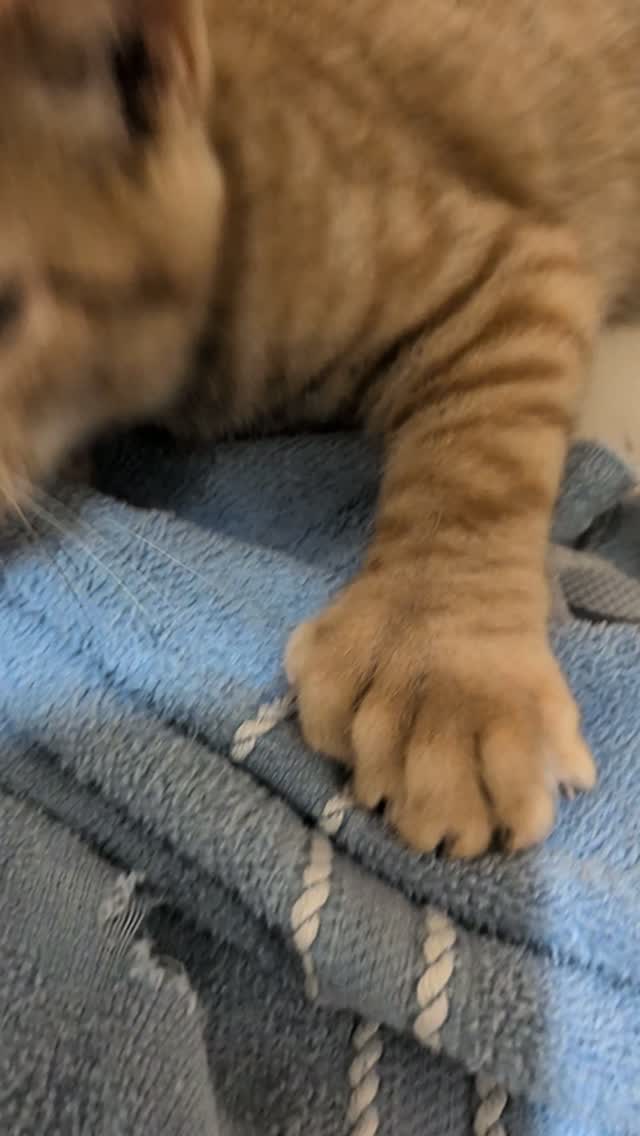 Kokopelli Animal Clinic
