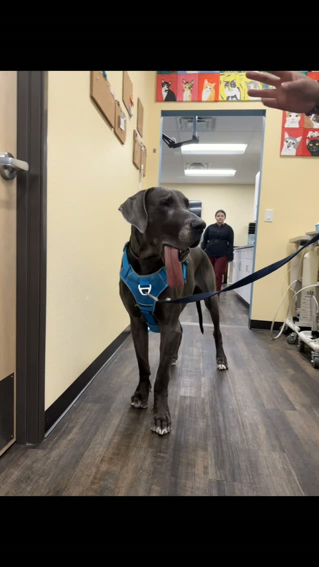 Kokopelli Animal Clinic
