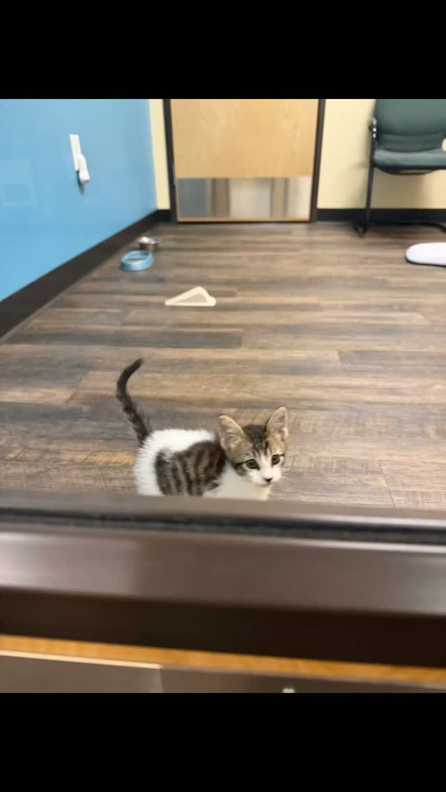 Kokopelli Animal Clinic