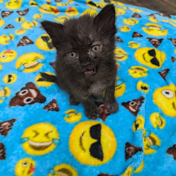 Kokopelli Animal Clinic