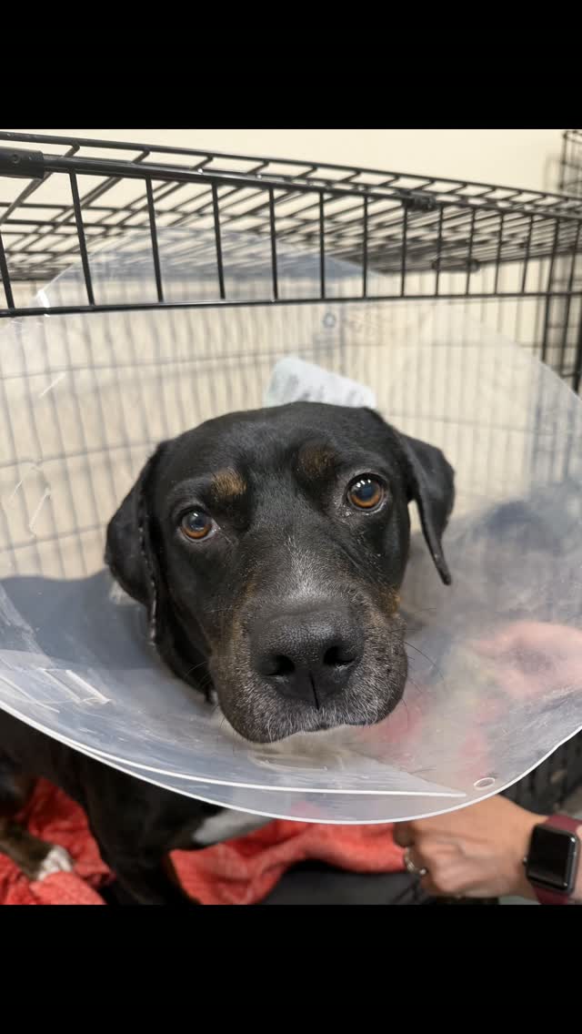 Kokopelli Animal Clinic