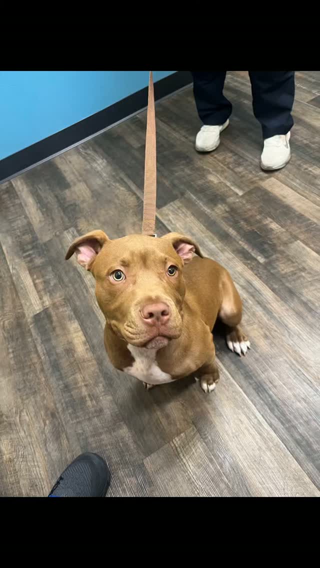 Kokopelli Animal Clinic