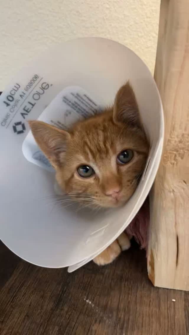 Kokopelli Animal Clinic
