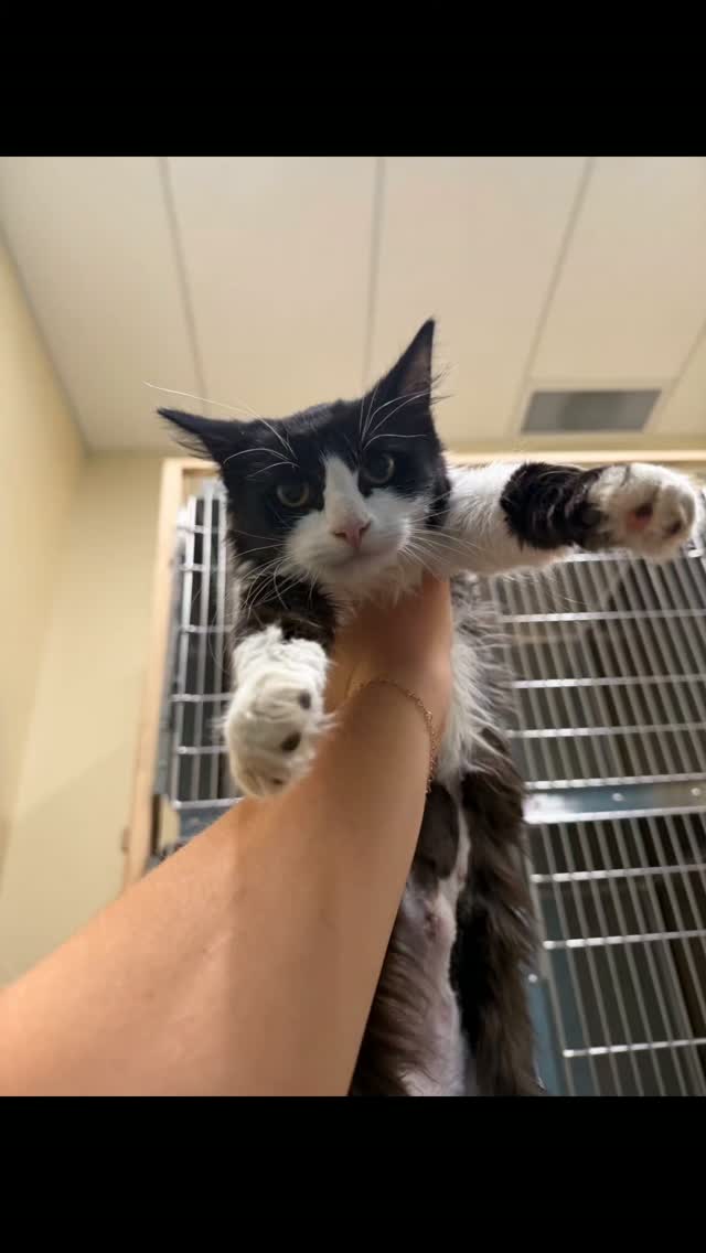 Kokopelli Animal Clinic